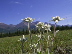 edelveys-bilotka-alpiyska
