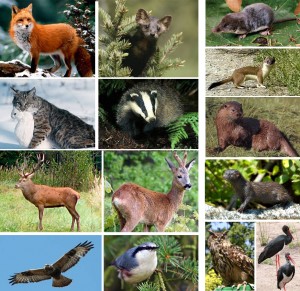 lysycya-kunucya-kit-borsuk-olen-kozulya-kanyuk-povzyk-kutora-gornostay-vydra-norka-pugach-leleka