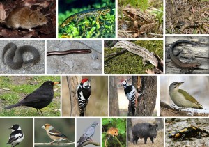 norycya-tryton-zhaba-kumka-gadyuka-midyanka-yaschirka-drizd-dyatel-muholovka-kostogryz-golub-vovchok-kaban-salamandra
